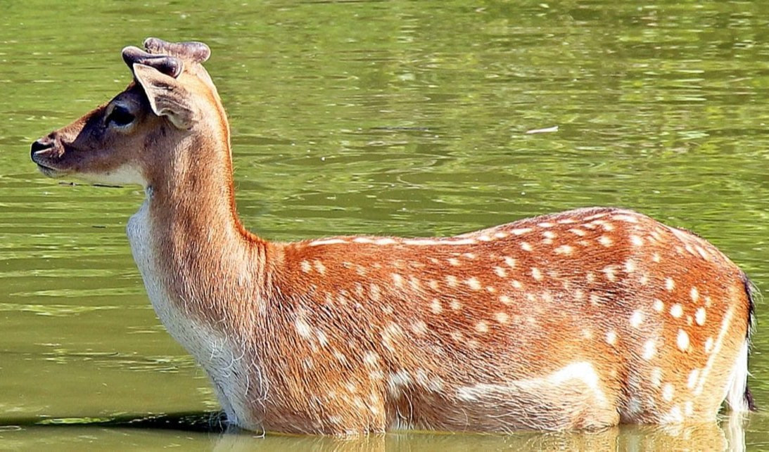 Capriolo cade nel canale: salvato dai vigili del fuoco