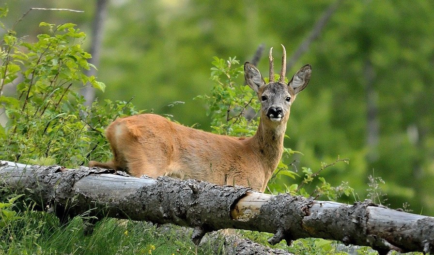 Albisola, capriolo investito e ucciso in A10 da un camionista