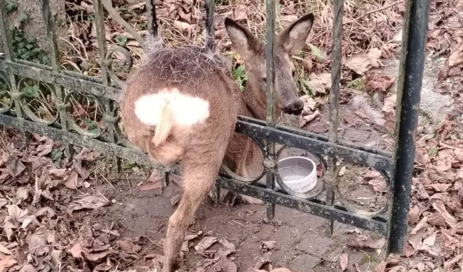 Animale