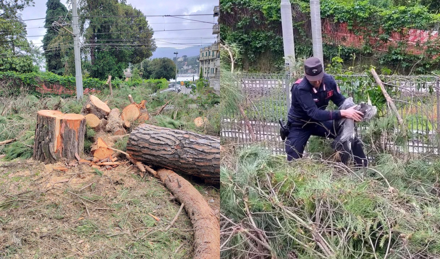 Rapallo, tagliano albero uccidendo un airone. I carabinieri forestali: 