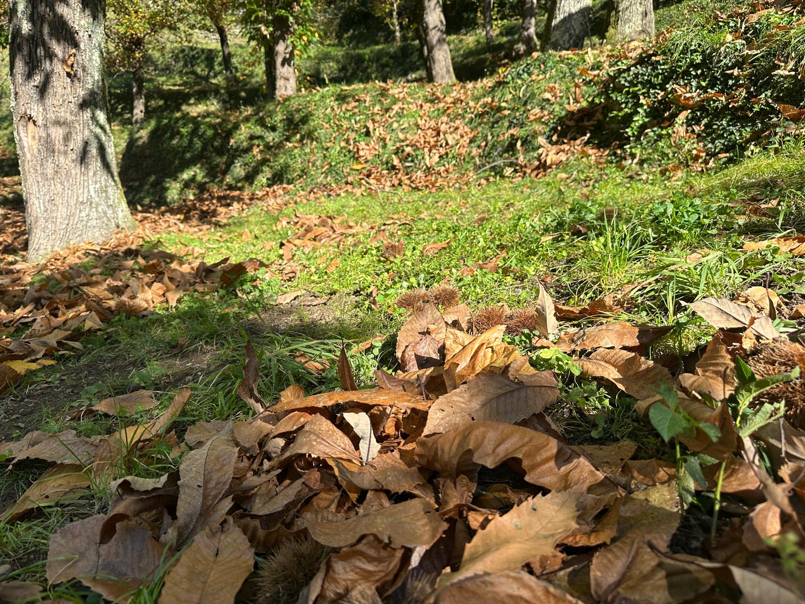 Monte bianco e castagnaccio, le ricette con le castagne in “Presa diretta”