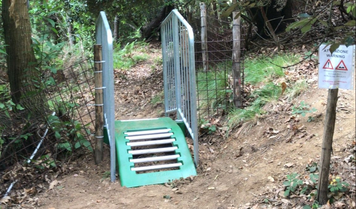 Cinque Terre: al via sperimentazione dei Cattle Guards, dissuasori per cinghiali