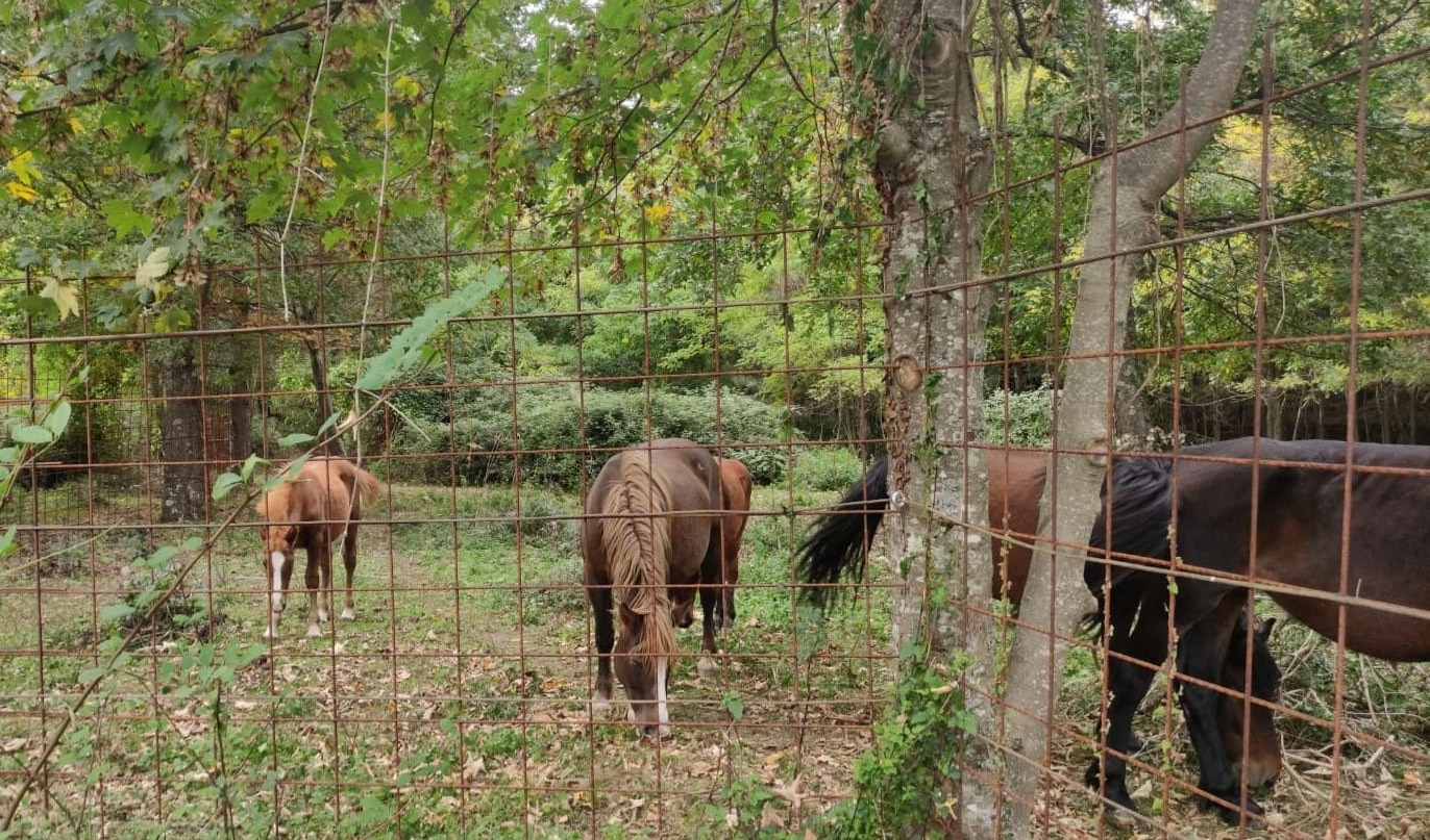 I sette cavalli selvaggi dell'Aveto tornano liberi: verranno monitorati 
