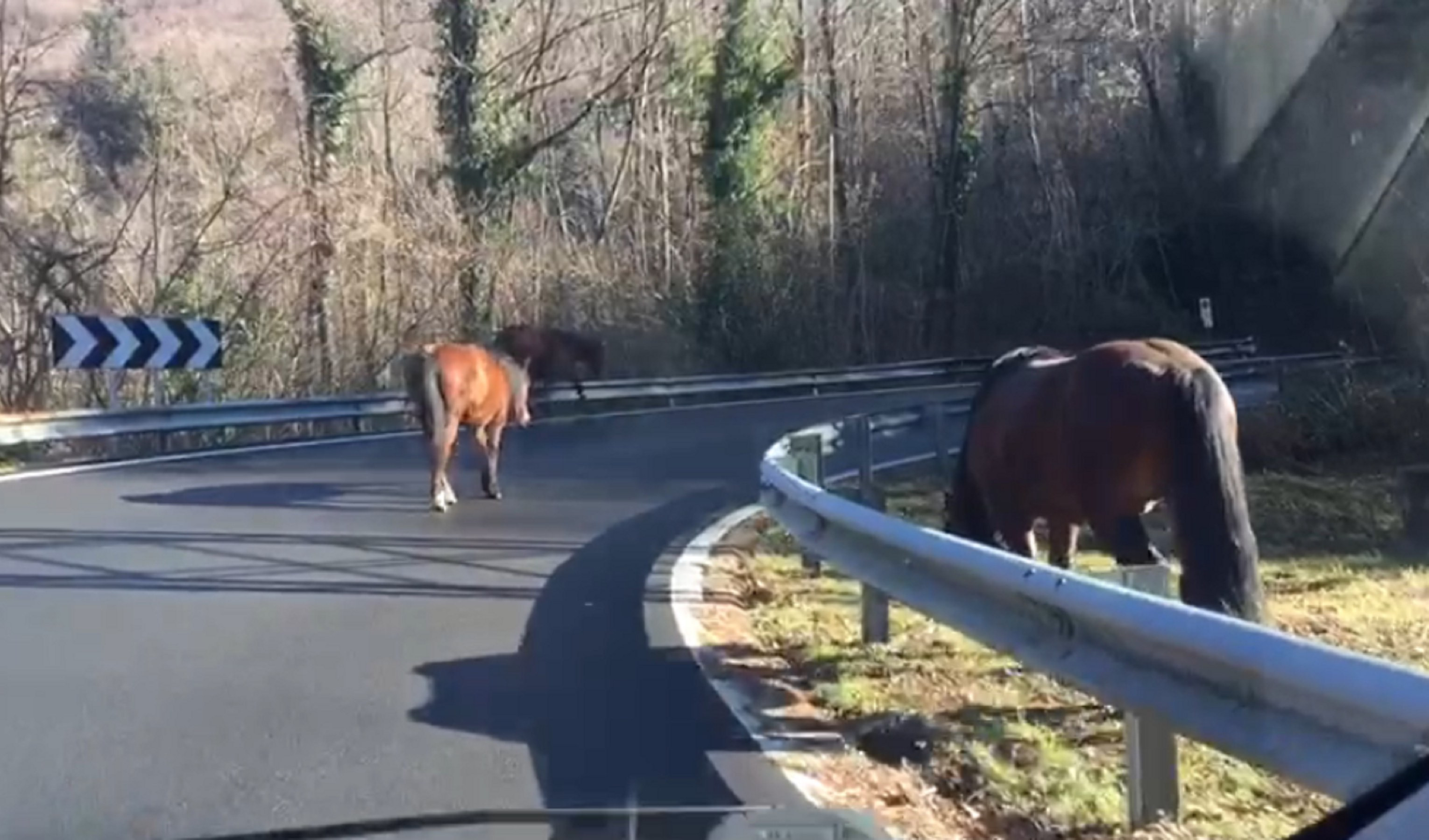 Cavalli della Val d'Aveto: gli animalisti lanciano petizione, il Comune: 