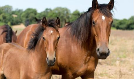 Colpito dal calcio di un cavallo, 18enne grave all'ospedale