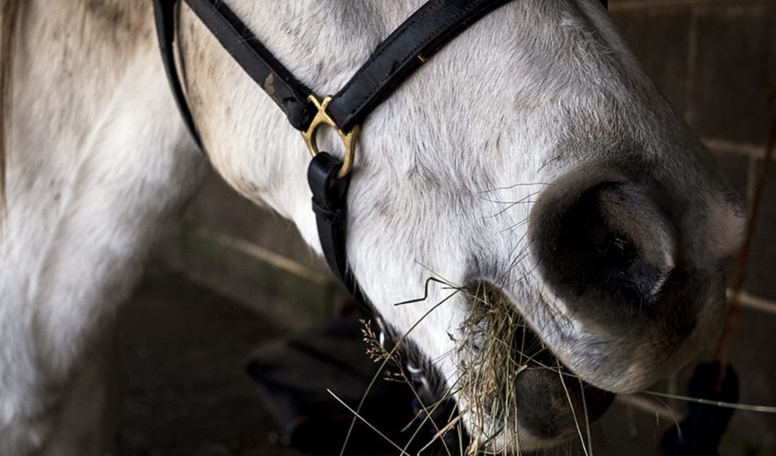 Cavalli malnutriti e morti di stenti, associazione denuncia allevatore