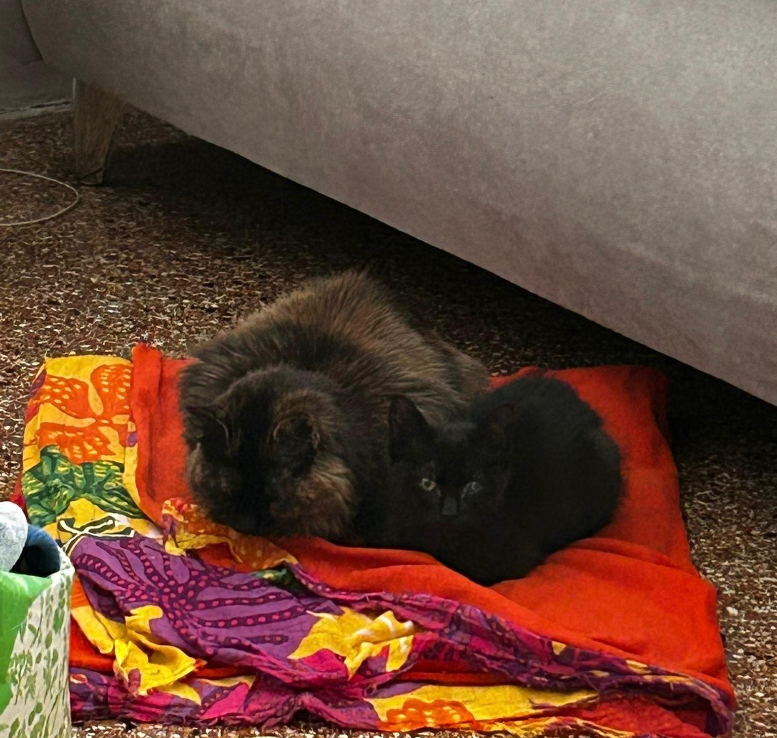 I gattini adottati a Genova