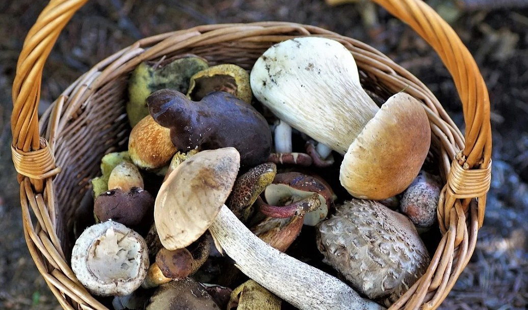 Carabinieri travestiti da fungaioli scoprono più di un chilo di droga sotterrata nel bosco 