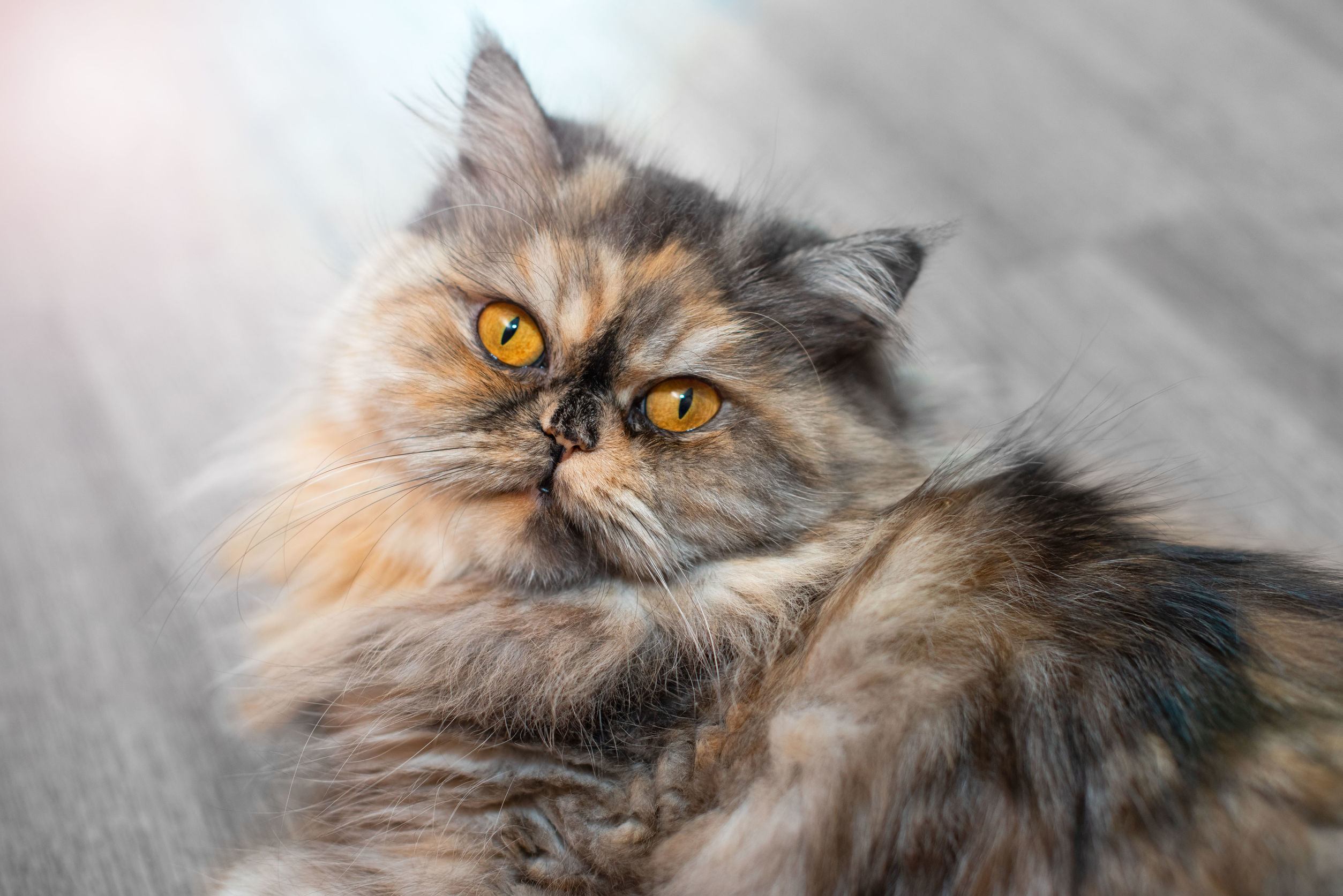 Un weekend tra eleganza e stranezze feline: l’evento imperdibile per gli amanti dei gatti