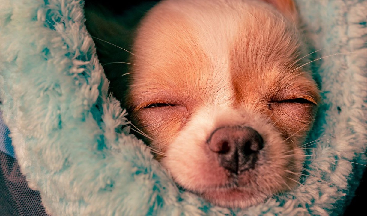 Abbandonano cucciolo di cane in auto per andare al Casinò