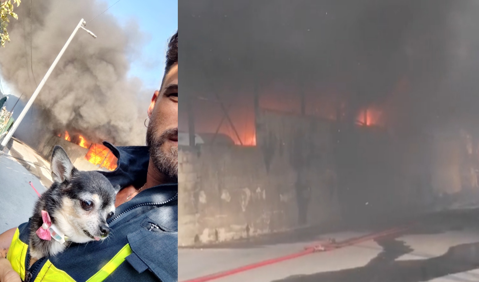 Incendio nell'imperiese, salvati due chihuahua intossicati