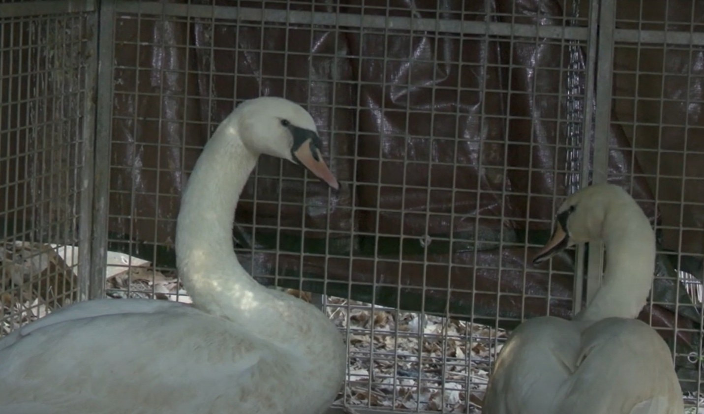 Cigno all'Enpa perché ha ingerito plastica, l'inseparabile compagno 