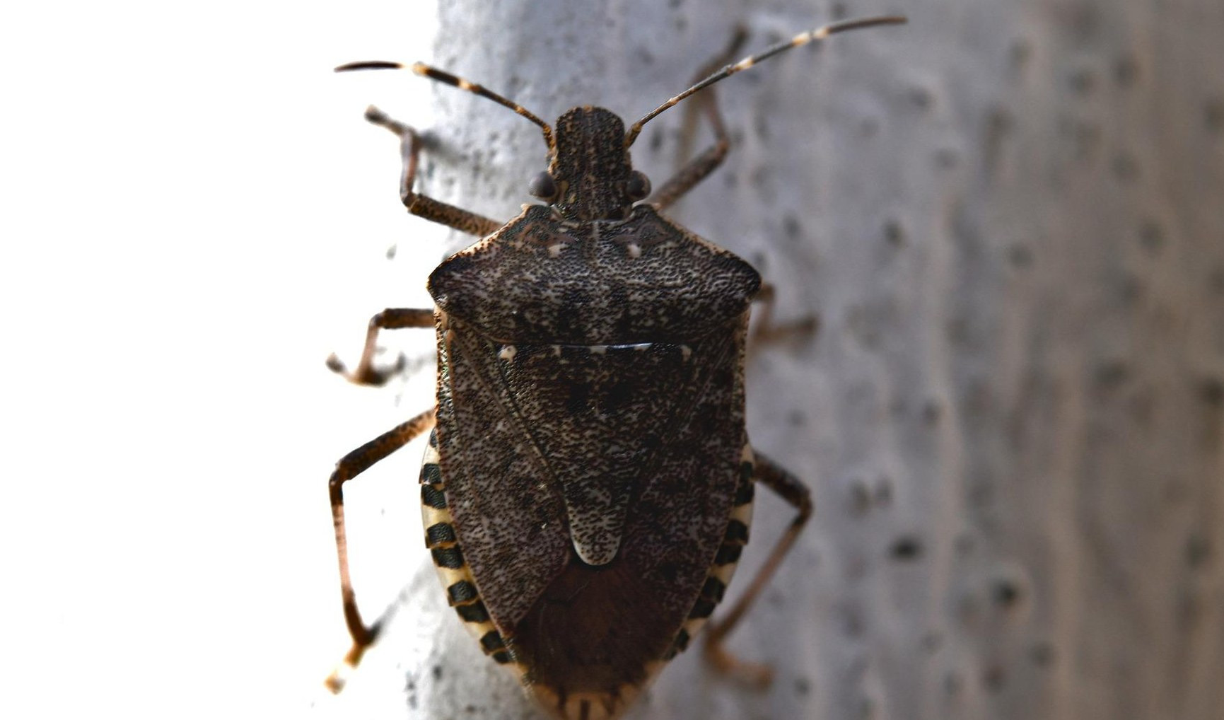 Agricoltura, in Liguria previsto rilascio vespe samurai per lotta alla cimice asiatica