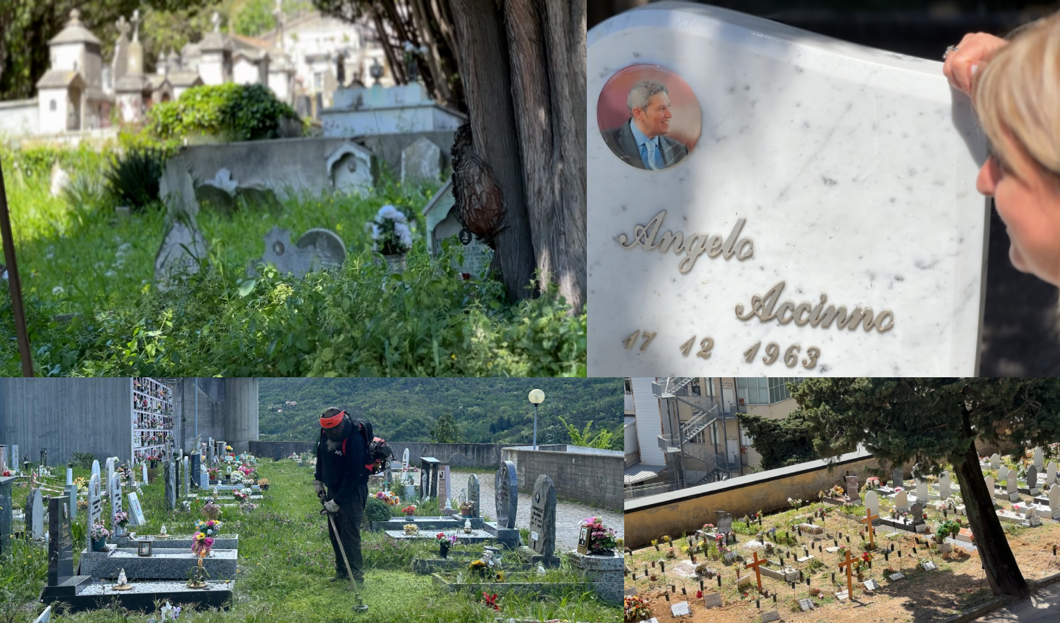   Cimiteri infestati dalle erbacce, a Quinto tombe sepolte dalle ortiche