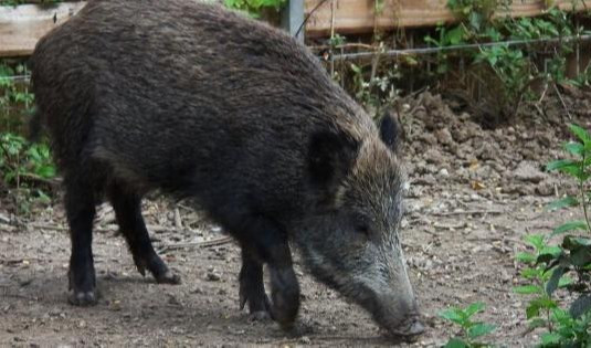 Zoagli, cinghiale tenta di entrare in villa: incastrato nel cancello