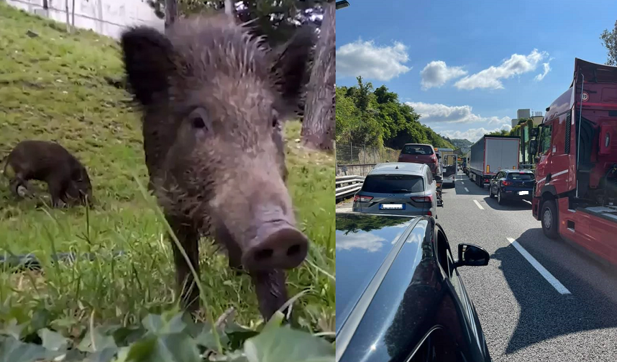 Autostrade, anche un cinghiale allo svincolo di Nervi