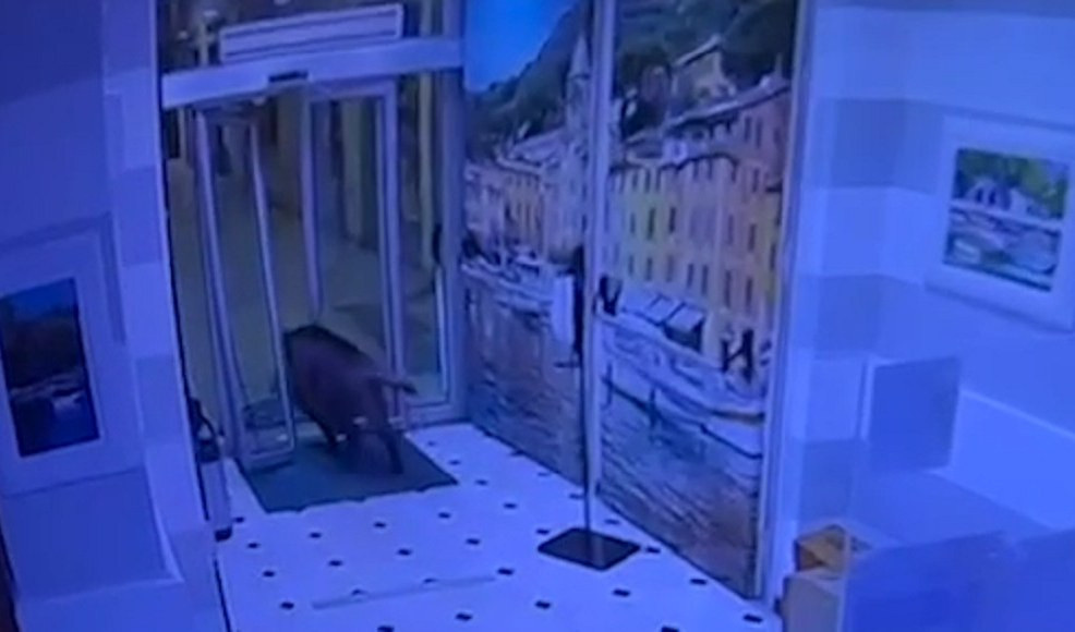 Cinghiale sfonda la porta e entra in un hotel di Rapallo 