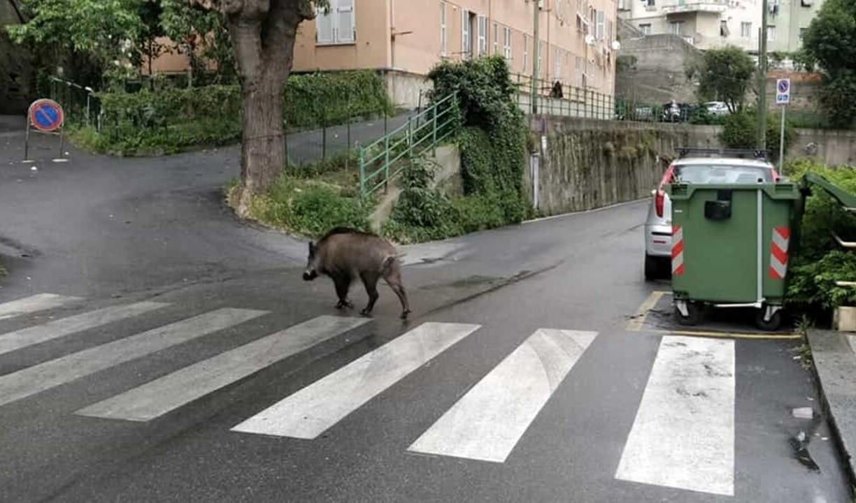 Emergenza cinghiali a Genova, il veterinario: 
