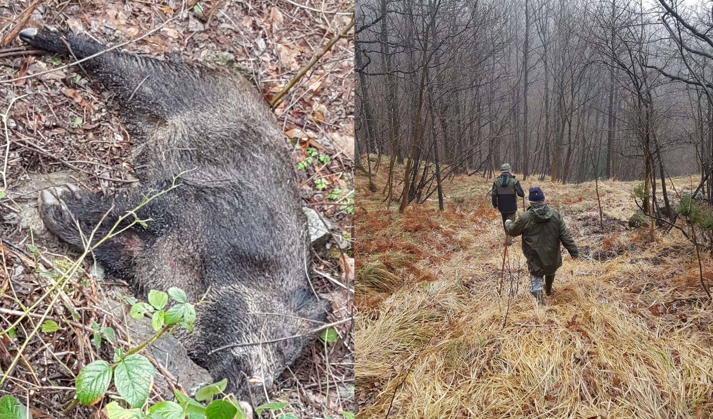 1 ottobre, via alla caccia al cinghiale: in Liguria 35mila capi da abbattere