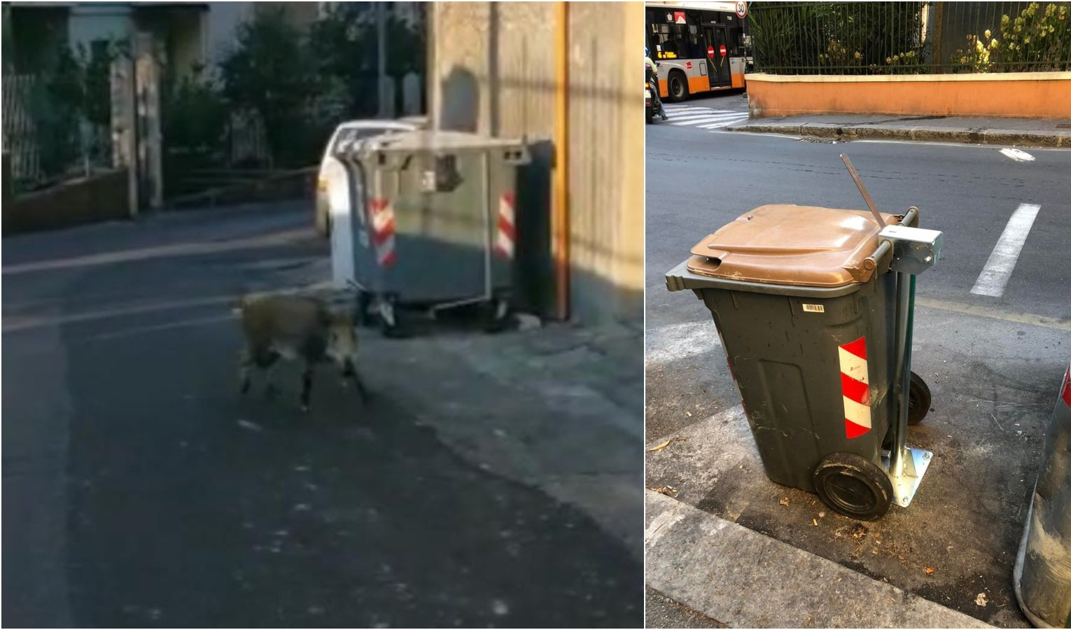 Genova, la notte dei cinghiali a spasso per la città: ecco i cassonetti anti abbattimento