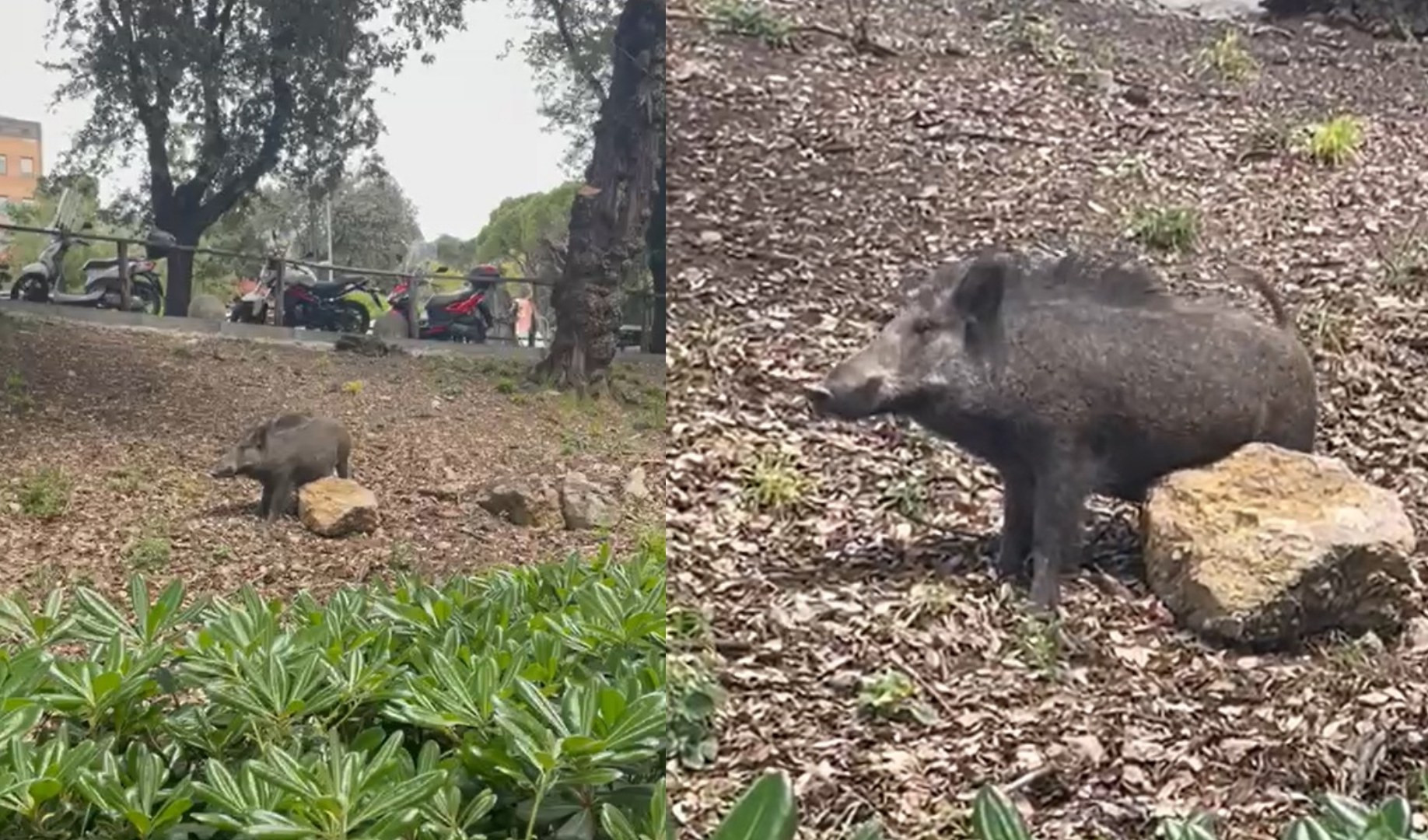 Cinghiale si gratta indisturbato nei viali dell'ospedale San Martino: il video