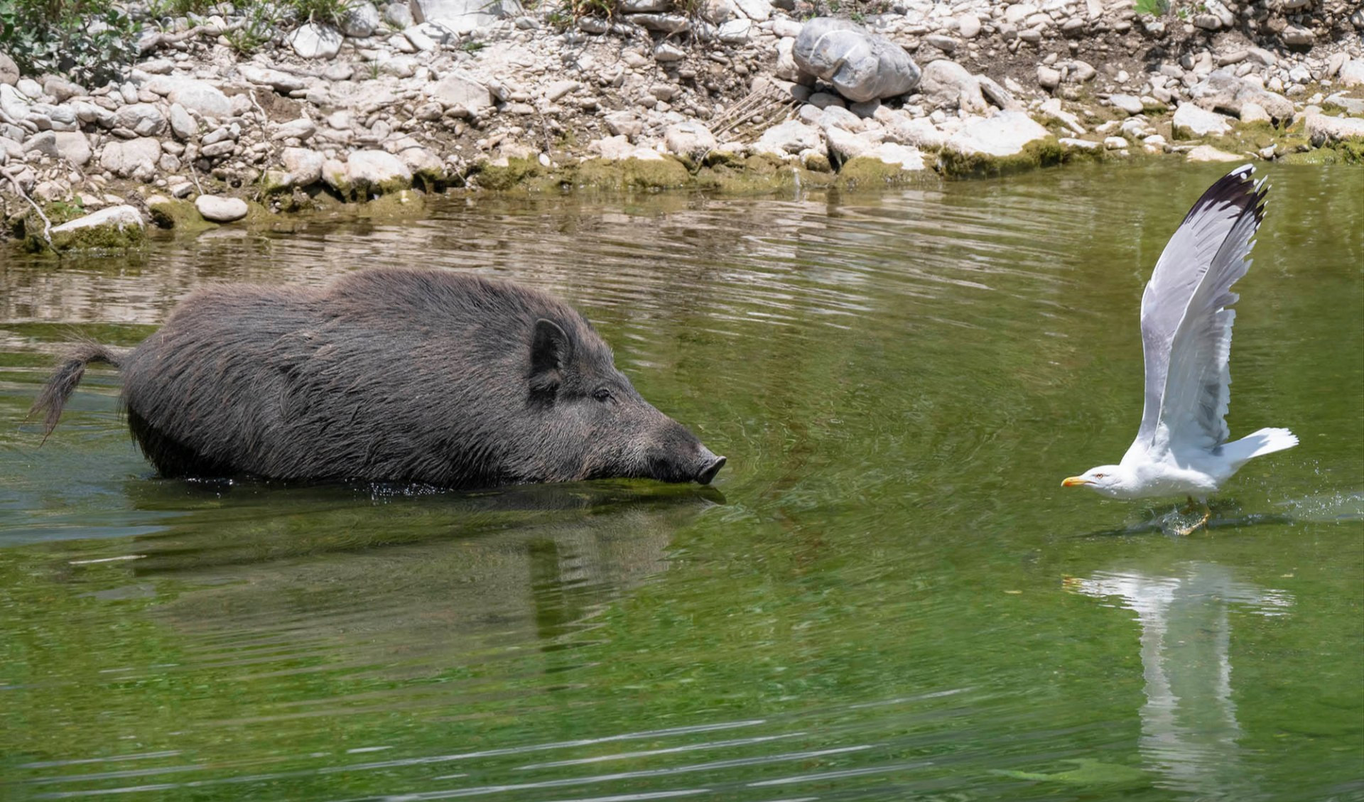 Peste suina, Governo verso aumento abbattimenti. La Lega contro gli animalisti: 