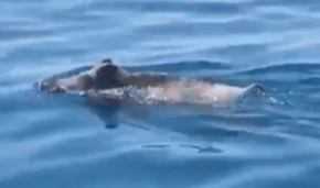 Cinghiale a bagno in mare al largo di Camogli a 200 metri dalla costa