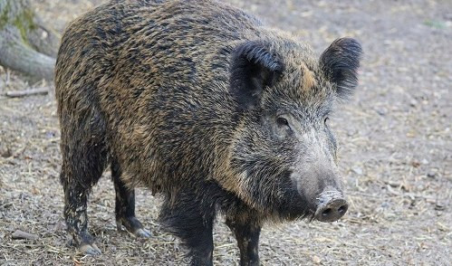 Genova, cinghiale dentro l'ospedale Gaslini: poi esce e sparisce