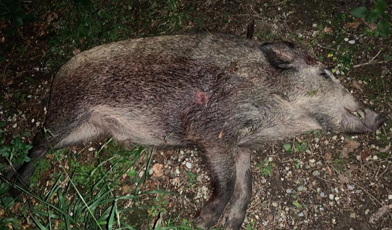 Peste suina, gli agricoltori liguri: 