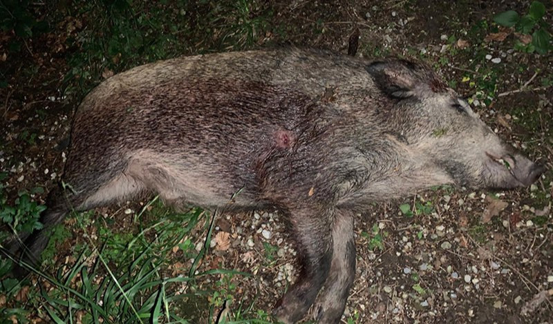 Peste suina in Liguria, aggiornate le prassi per la caccia al cinghiale