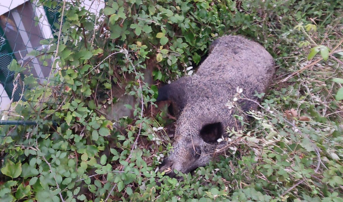 Carcassa di cinghiale a Genova Quarto: la denuncia di un cittadino