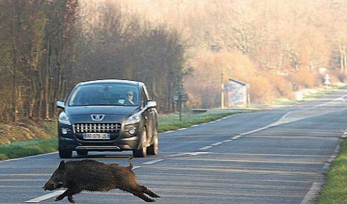 A12, cinghiale investito in autostrada: rimossa la carcassa