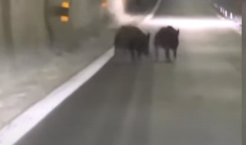 Caos autostrade, macchina travolge cinghiale in A12