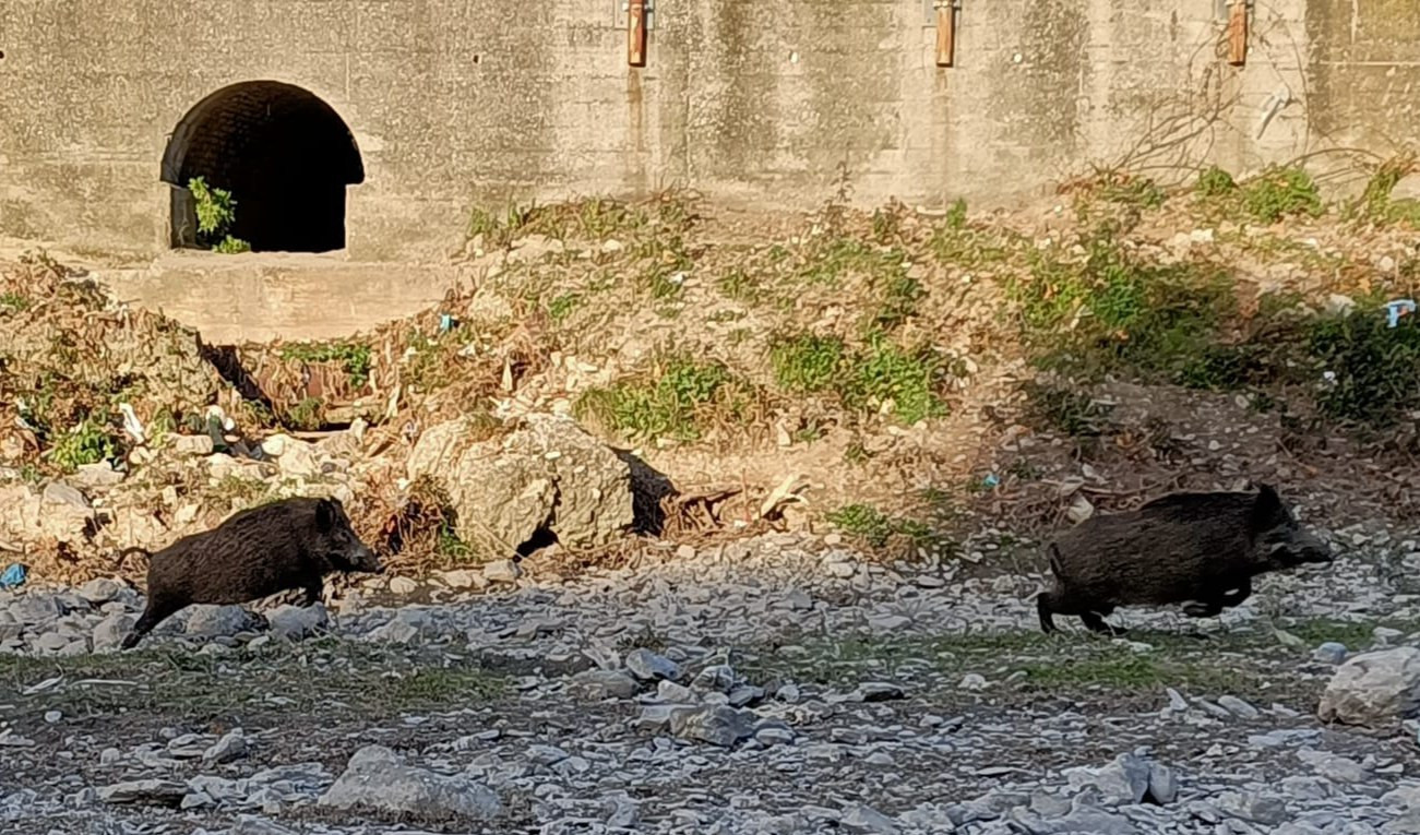 Genova, caccia grossa nel Bisagno: narcotizzato cinghiale claudicante