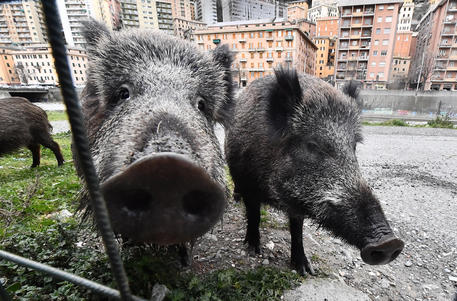 Cinghiale invade le strade del centro e ferisce due donne a Savona