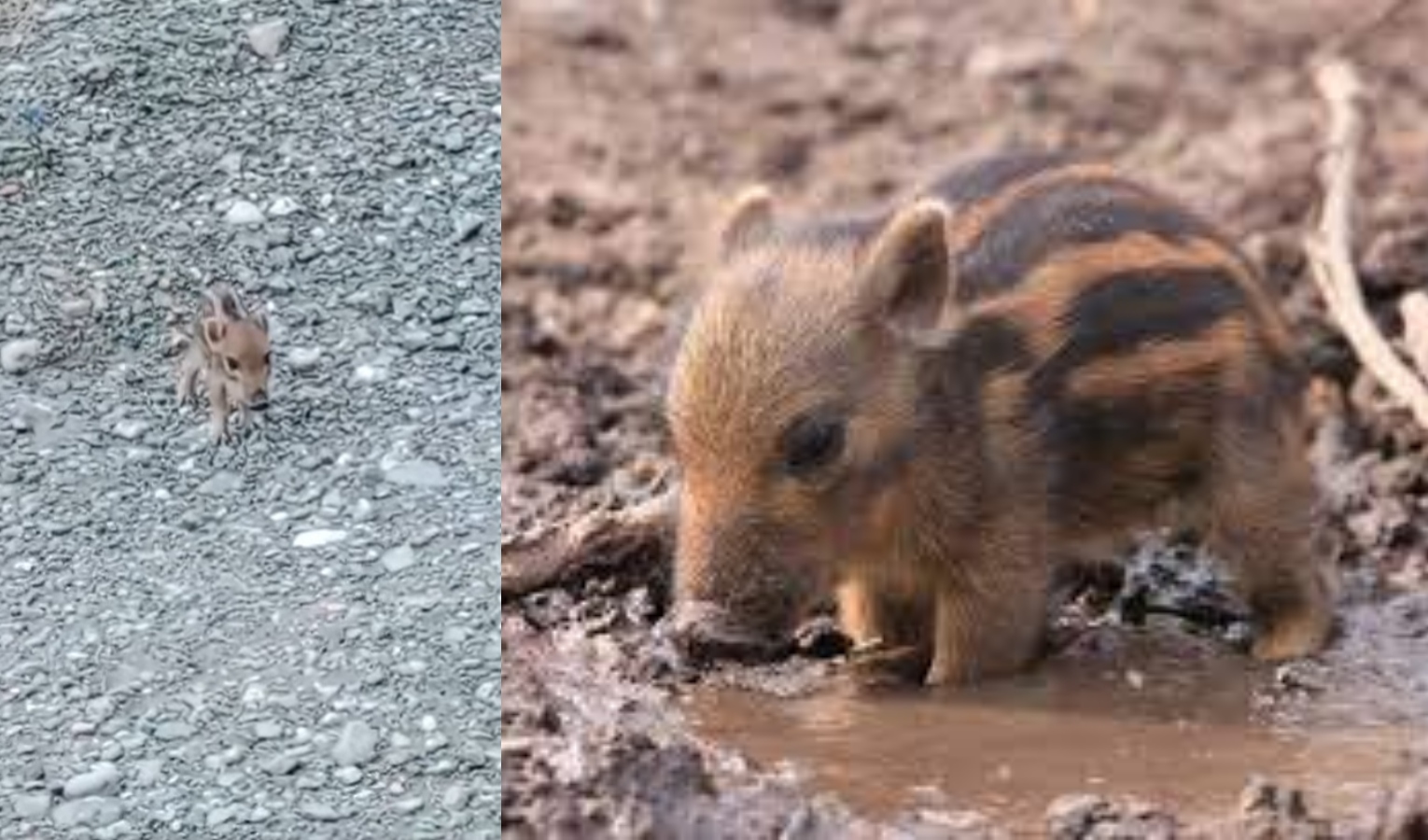 Cucciolo di cinghiale segue fino a casa una signora, 'costretta' ad allontanarlo