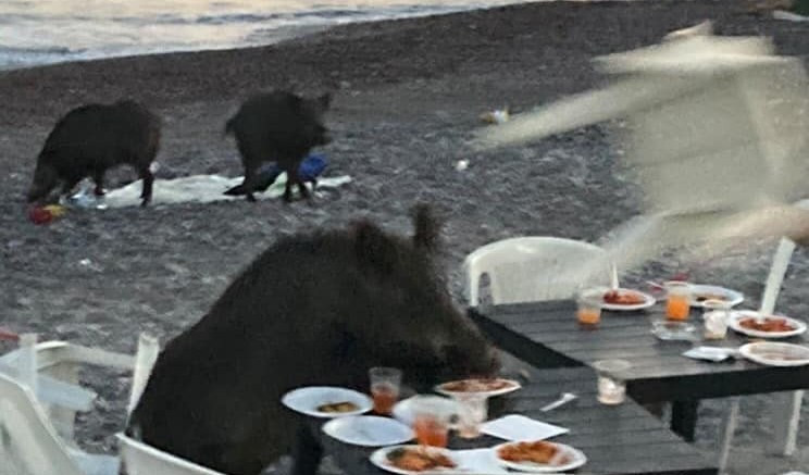 Genova, cinghiali prendono l'aperitivo sulla spiaggia