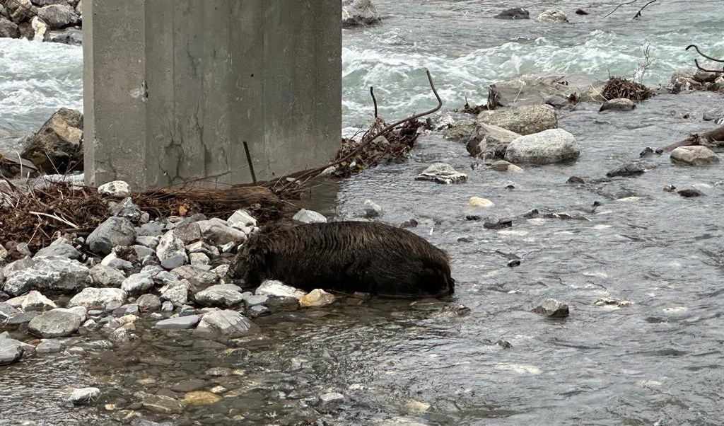 Genova, cinghiali del Bisagno sterminati dalla peste suina