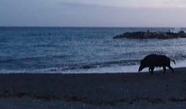 Genova, cinghiale in spiaggia all'alba: romantico o accaldato?