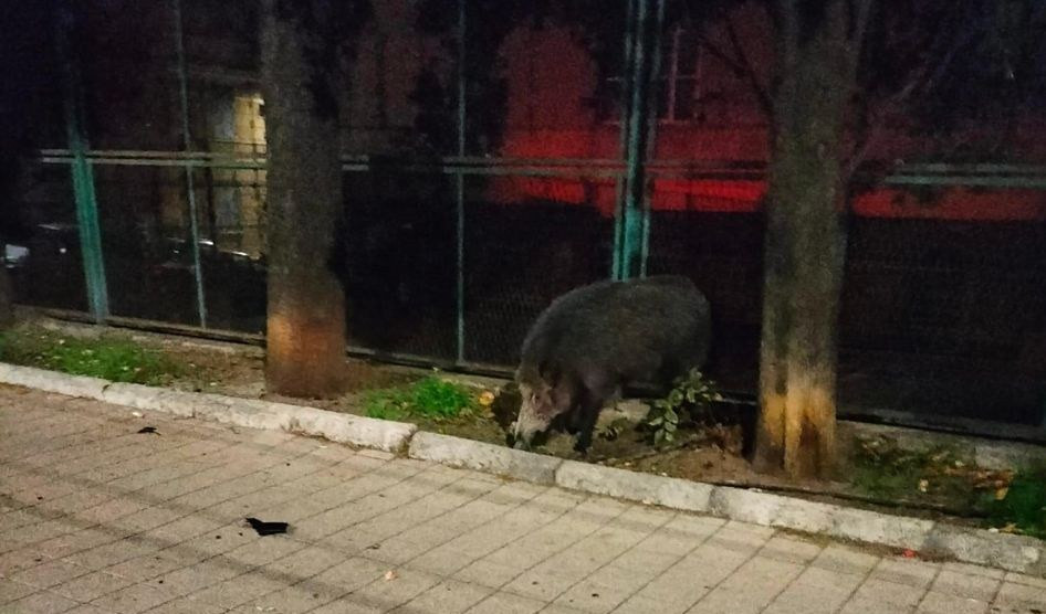 Genova, cinghiale nel traffico di via Cantore