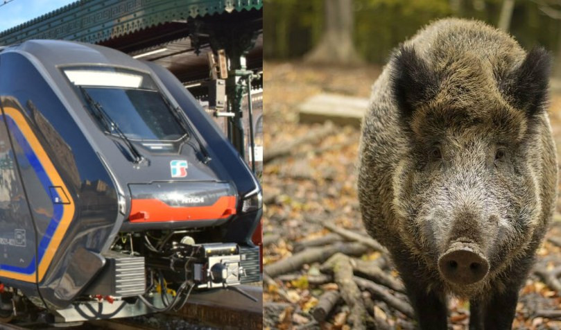 Genova Sturla, cinghiale investito sui binari: treni in ritardo