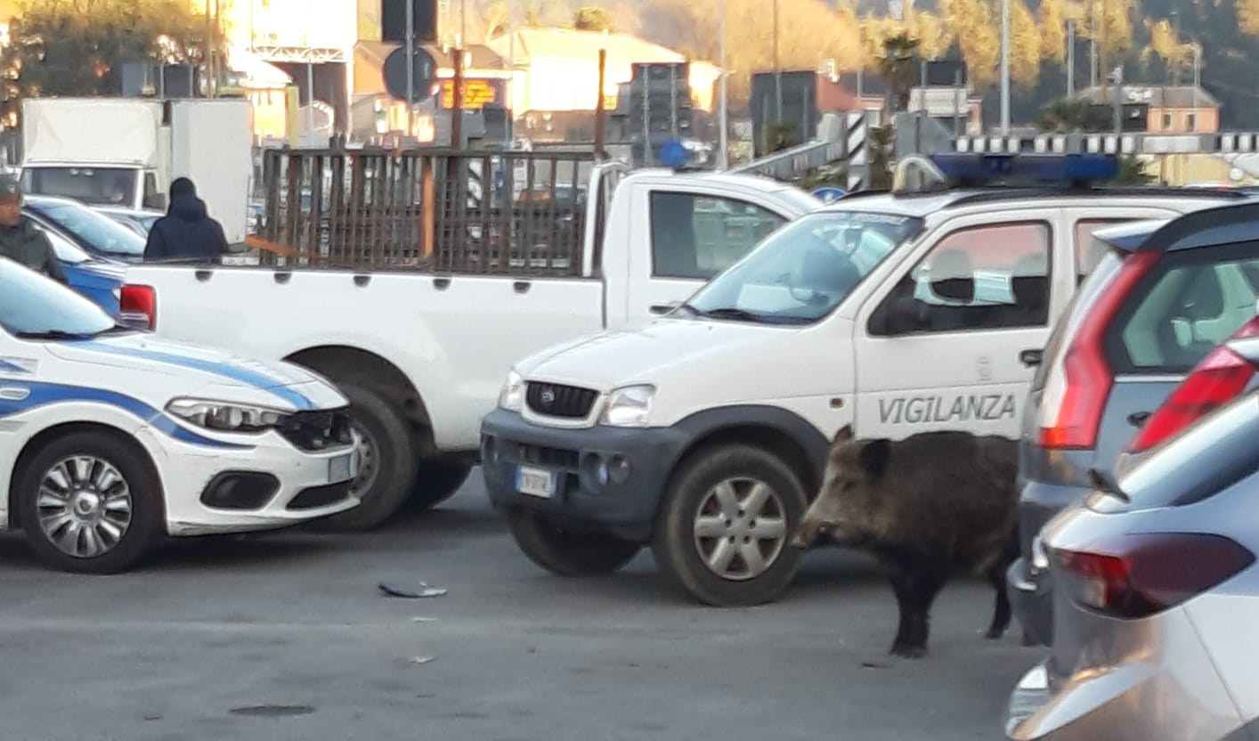 Genova, catturato cinghiale che passeggiava in via Bobbio