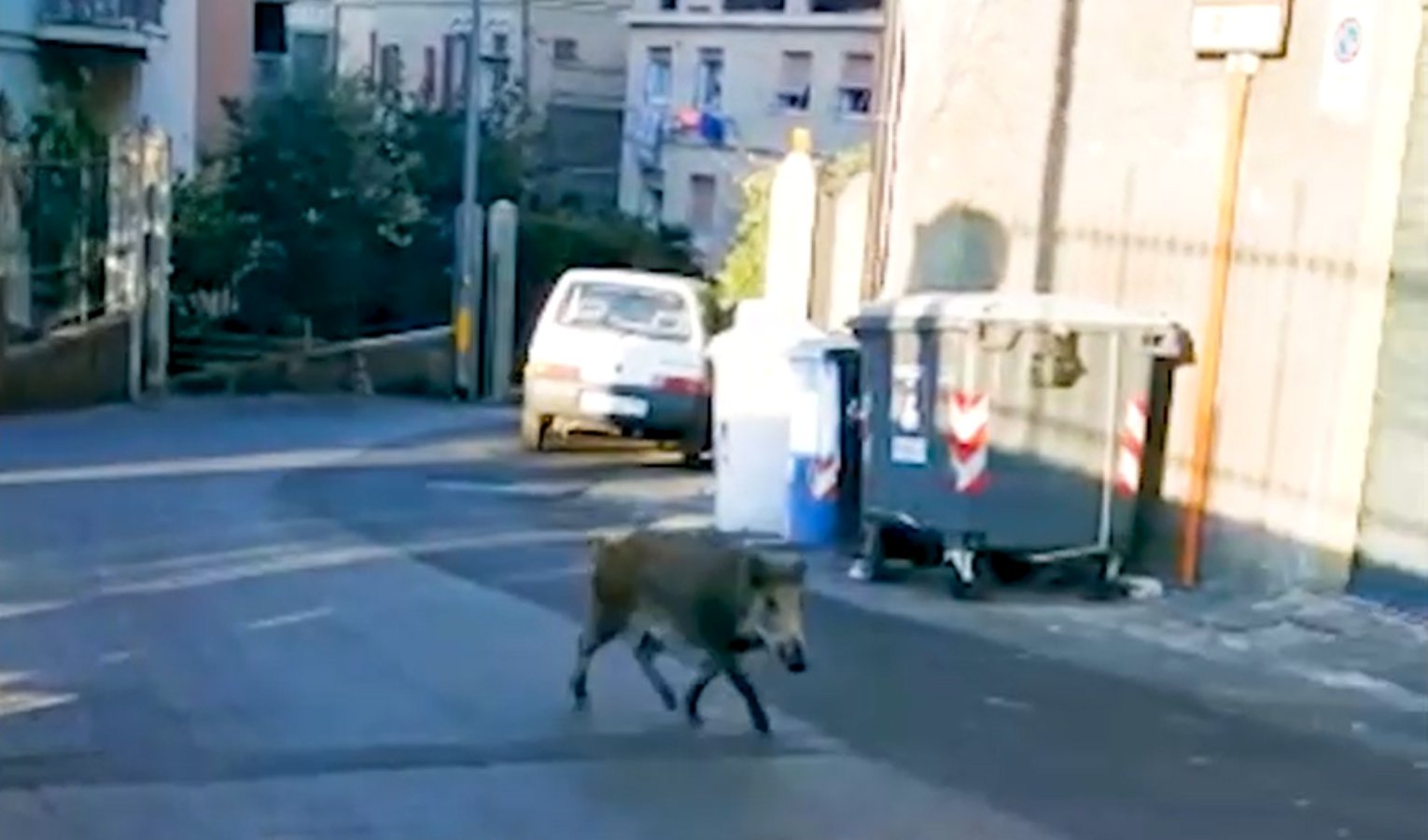 Assalto alla 'rumenta', in via Imperiale in arrivo postazioni anti cinghiali