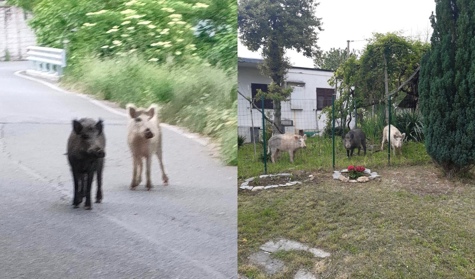 Genova, avvistati due cinghiali 