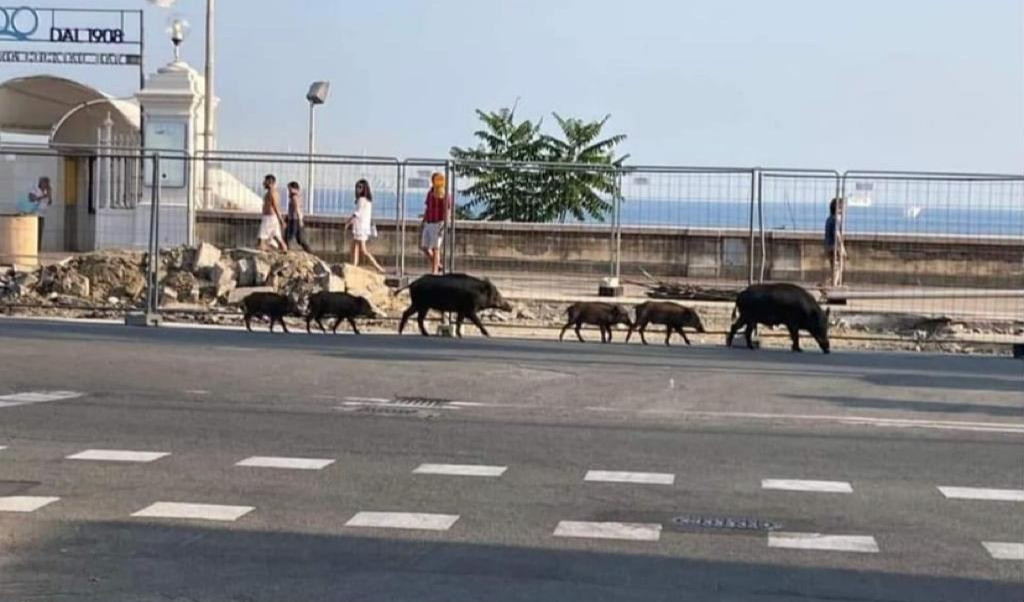 Cinghiali a Genova, la 'notte brava' degli ungulati tra corso Italia e il lungo Bisagno