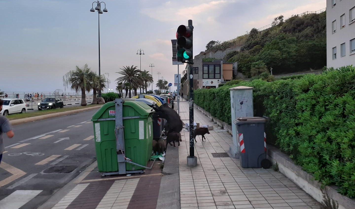 Genova, gruppo di cinghiali in giro per Albaro: notte di scorribande tra corso Italia e via Piave