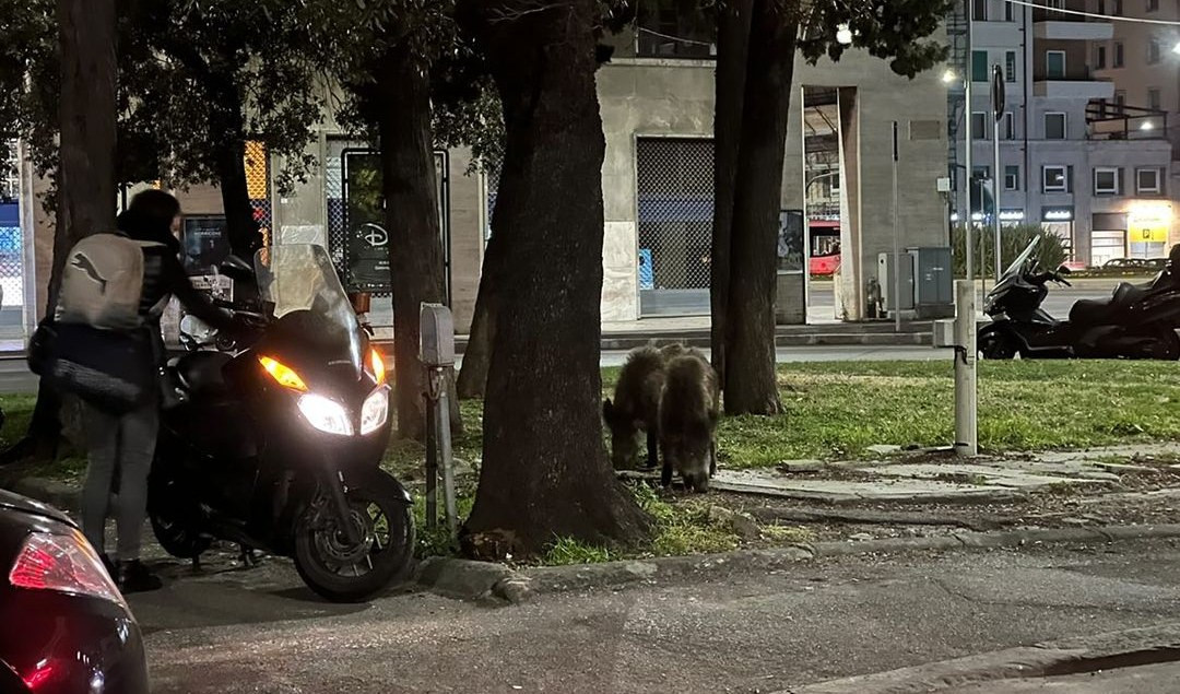 Cinghiali davanti alla Questura a Genova, sorvegliati a vista dalla polizia locale