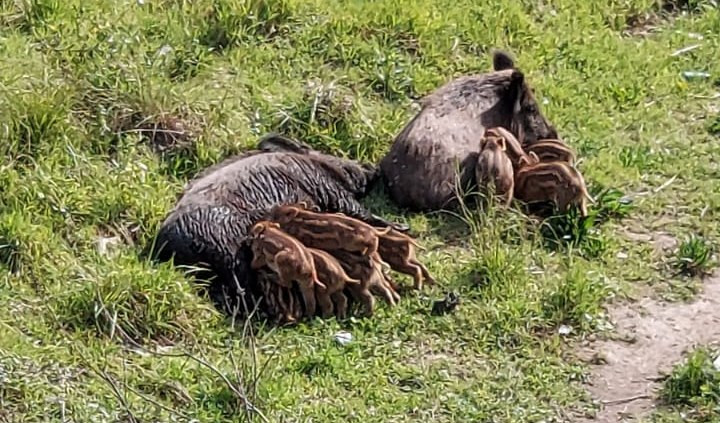 Genova, cinghialesse allattano nel greto del Bisagno 