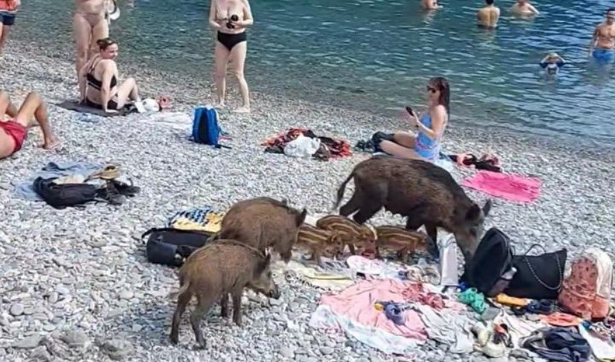 Cinghiali tra i turisti nella spiaggia di San Fruttuoso di Camogli, il video diventa virale