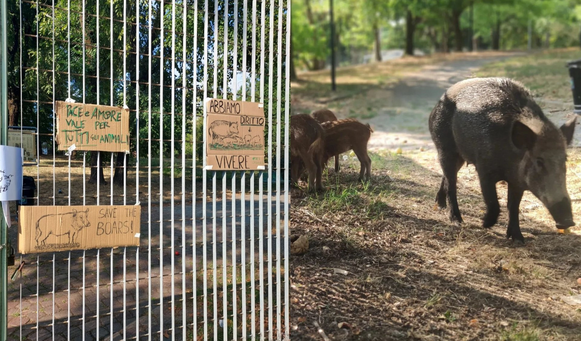 Cinghiali chiusi nel parco alla Spezia, animalisti organizzano una manifestazione